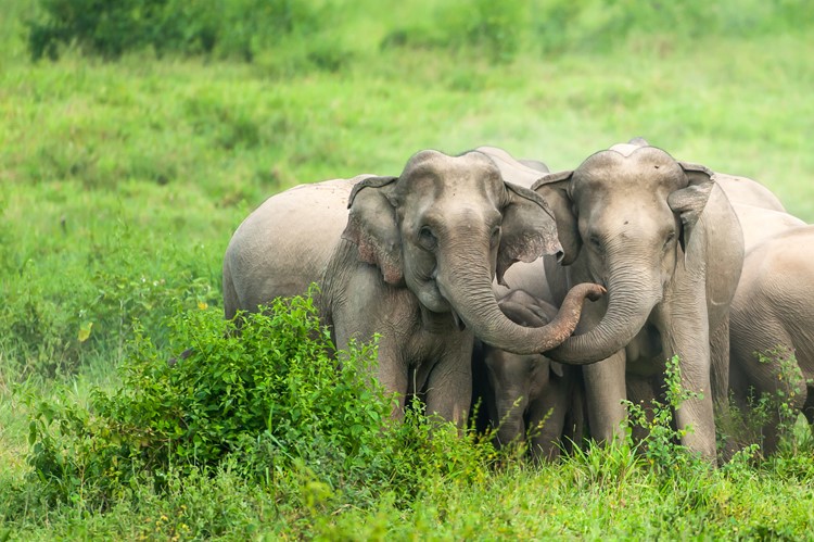Excursie wilde olifanten in Kui Buri Nationaal Park